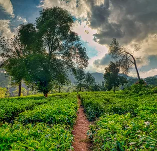 Agricultural and cultivation land for sale in Sri Lanka