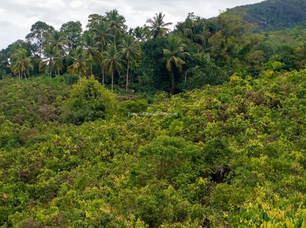 Cinnamon Land for Sale in Ayagama